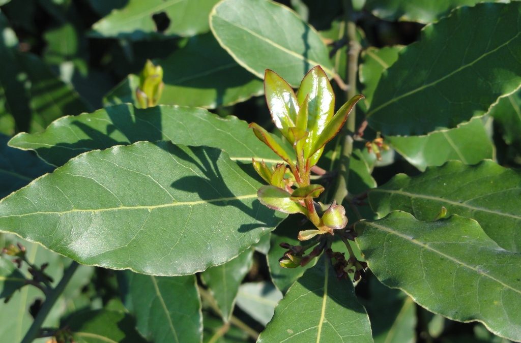 DEFNE UÇUCU YAĞI(LAUREL LEAF ESSENTİAL OİL)