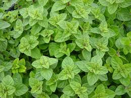 KEKİK UÇUCU YAĞI(OREGANO ESSENTİAL OİL)