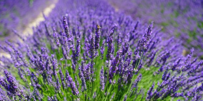 LAVANTA UÇUCU YAĞI(LAVENDER ESSENTİAL OİL)