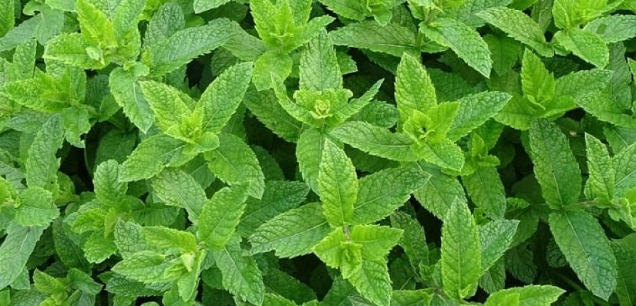 NANE UÇUCU YAĞI(PEPPERMİNT ESSENTİAL OİL)
