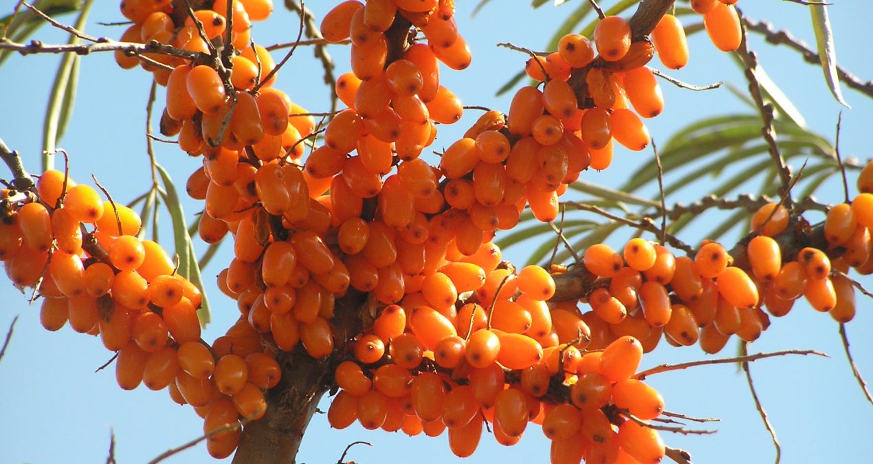 SEA BUCKTHORN MEYVE YAĞI(Hippophae rhamnoides Oil)