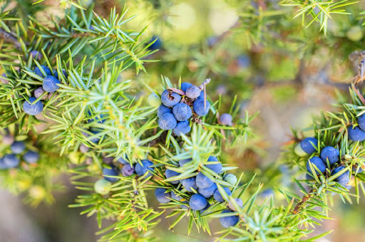 ARDIÇ UÇUCU YAĞI (JUNİPERİ BERRY ESSENTİAL OİL)