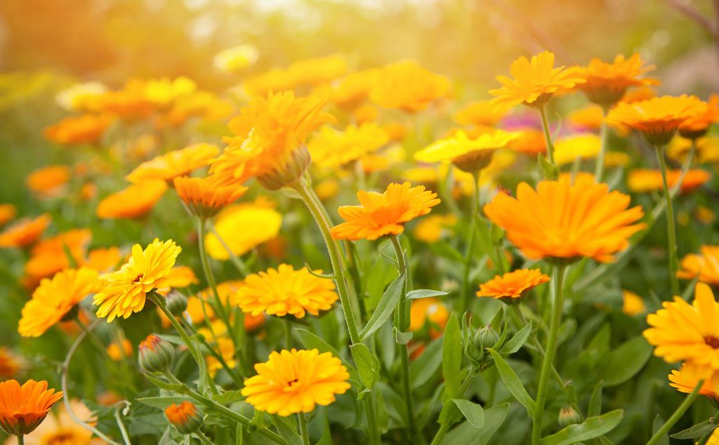 AYNISEFA (CALENDULA OFFİCİNALİS)