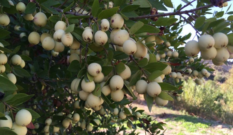 MERSİN BİTKİSİ(MYRTUS COMMUNİS)