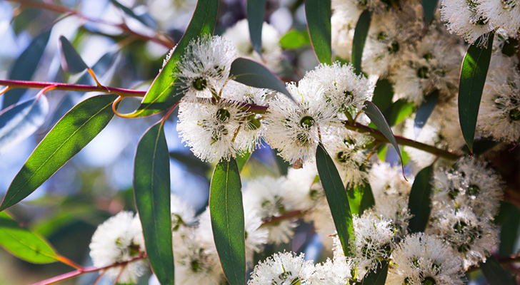 OKALİPTÜS UÇUCU YAĞI(EUCALYPTUS GLOBULUS OİL)