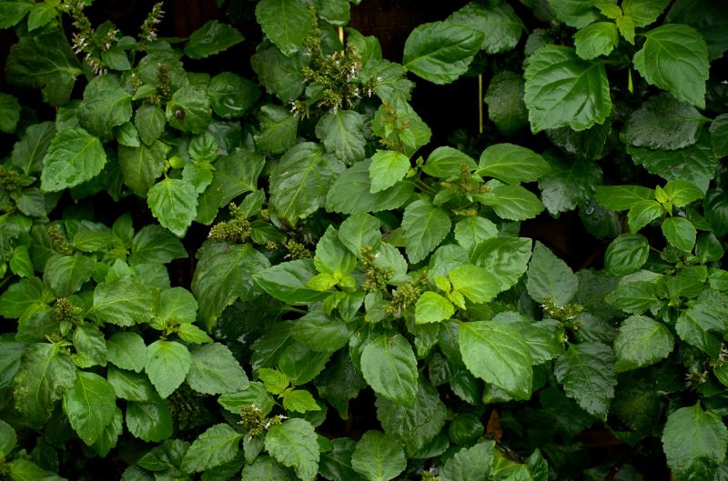 PATCHOULİ UÇUCU YAĞI (PATCHOULİ ESSENTİAL OİL)