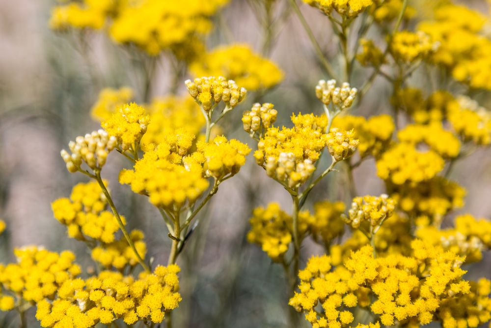 ÖLMEZ ÇİÇEK (HELİCHRYSUM İTALİCUM)