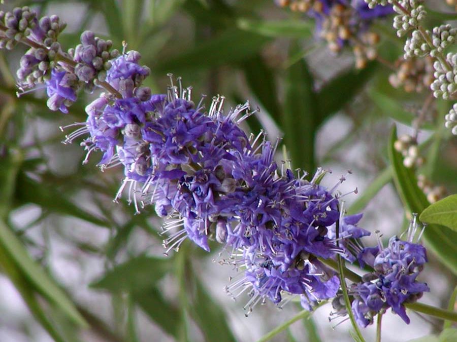 HAYIT (VİTEX AGNUS CASTUS)