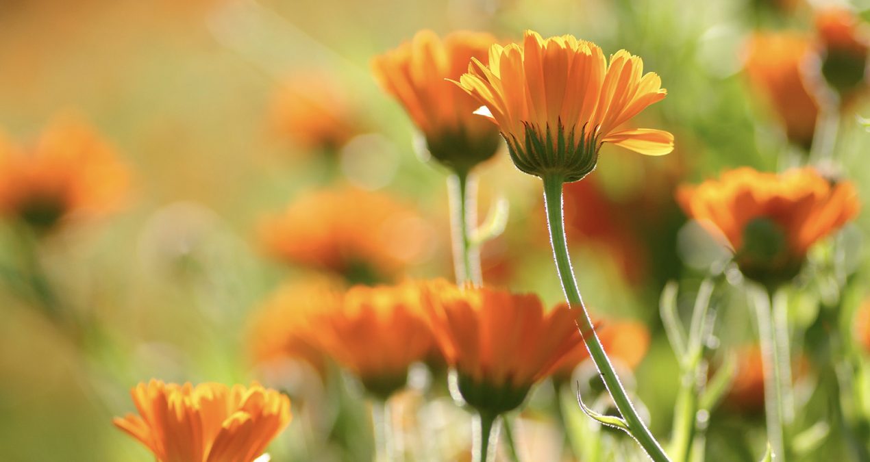 AYNISEFA (CALENDULA OFFİCİNALİS)