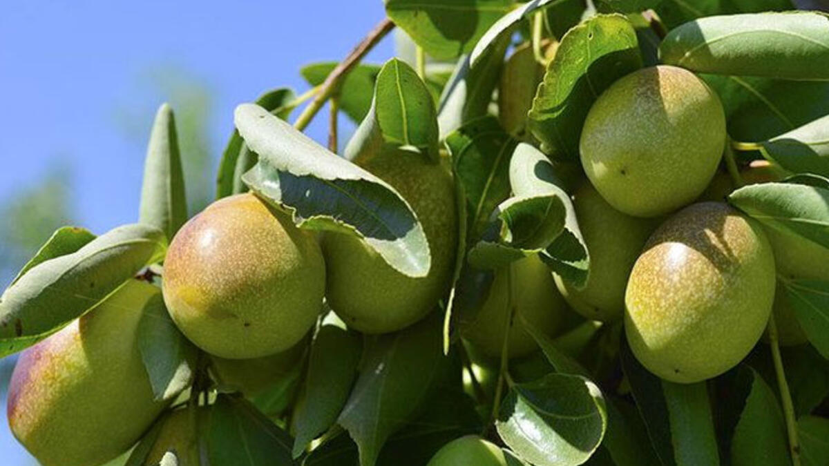 JOJOBA YAĞI (JOJOBA OİL)