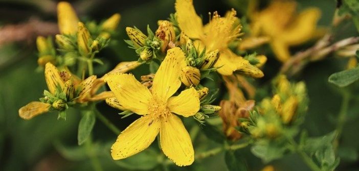 SARI KANTARON YAĞI(ST. JOHN’S WORT OİL)