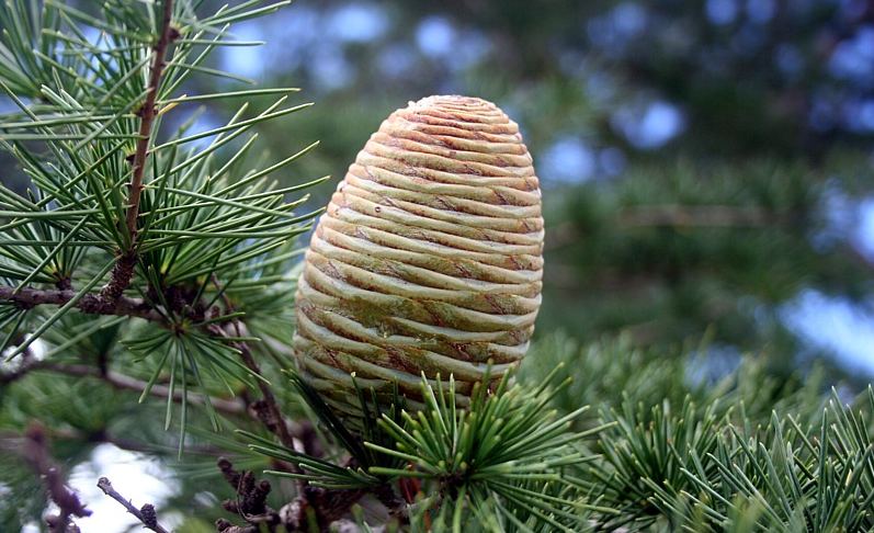 SEDİR AĞACI UÇUCU YAĞI (CEDARWOOD OİL)
