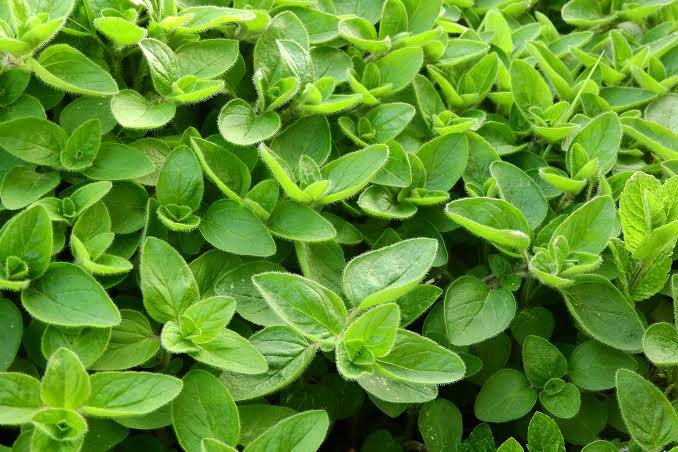 MERCANKÖŞK HİDROSOLÜ (ORİGANUM MAJORANA)