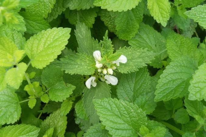 MELİSA UÇUCU YAĞI (LEMON BALM ESSENTİAL OİL)