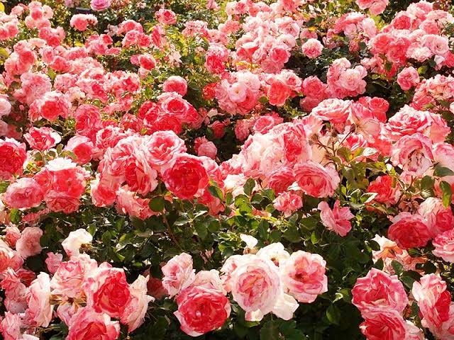 GÜL UÇUCU YAĞI (ROSE ESSENTİAL OİL)